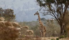 Giraffa camelopardalis tippelskirchi