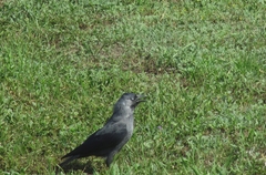 Corvus monedula spermologus