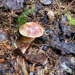 Boletus smithii