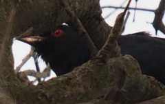 Eudynamys orientalis