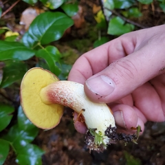 Boletus smithii