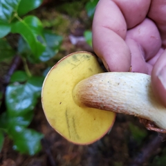 Boletus smithii