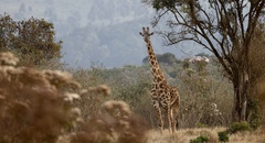 Giraffa camelopardalis tippelskirchi