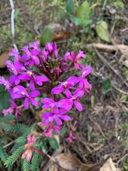Epidendrum arachnoglossum