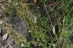 Stellaria pungens