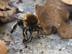 Anthophora aestivalis