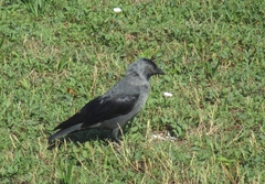 Corvus monedula spermologus