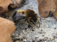 Anthophora aestivalis