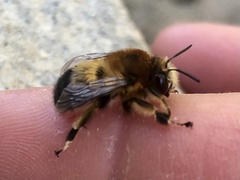 Anthophora aestivalis