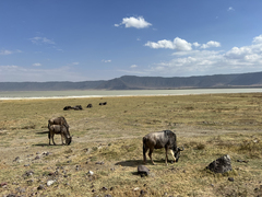 Connochaetes taurinus mearnsi