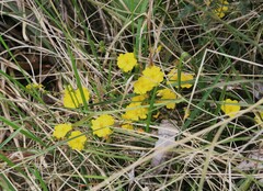 Hibbertia