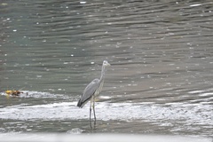 Ardea cinerea