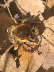 Anthophora aestivalis
