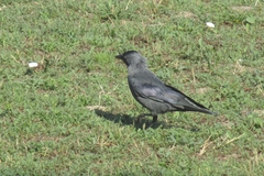 Corvus monedula spermologus