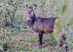 Kobus ellipsiprymnus defassa