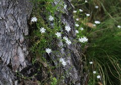 Stellaria pungens