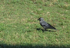 Corvus monedula spermologus