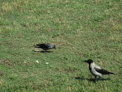 Corvus monedula spermologus