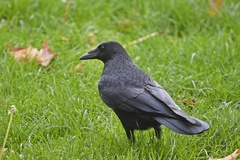 Corvus corone
