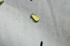 Marimatha nigrofimbria
