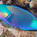 Indian Bullethead Parrotfish - Photo (c) François Libert, some rights reserved (CC BY-NC-SA), uploaded by François Libert