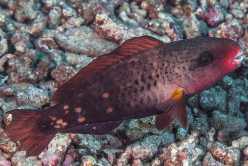 Pacific Bullethead Parrotfish