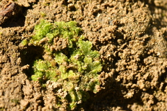 Riccia cavernosa