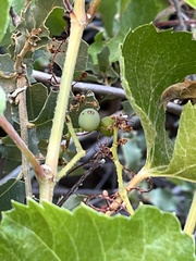 Vitis arizonica