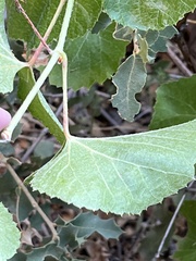 Vitis arizonica