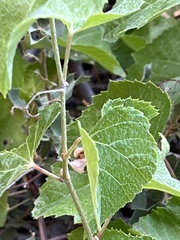 Vitis arizonica