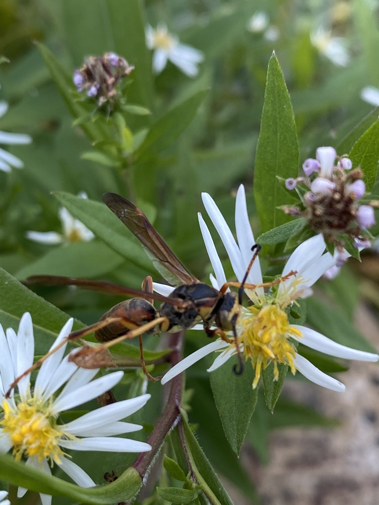 Northern Paper Wasp from Virginia Polytechnic Institute and State ...