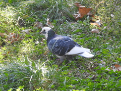 Columba livia domestica