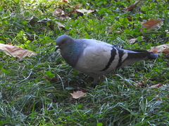 Columba livia domestica