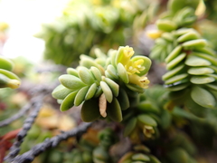 Pimelea serpyllifolia