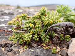 Pimelea serpyllifolia