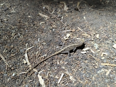 Anolis nebulosus