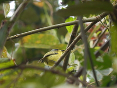 Todirostrum poliocephalum