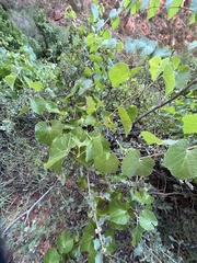 Vitis arizonica