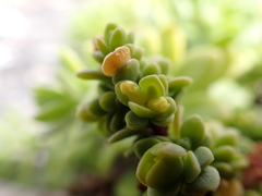 Pimelea serpyllifolia