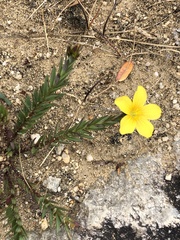 Linum africanum