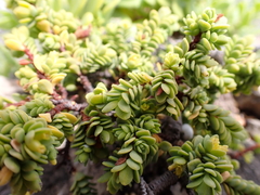 Pimelea serpyllifolia