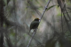 Chiroxiphia caudata