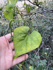 Ipomoea cardiophylla