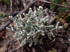 Leucophyta brownii