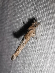 Zelleria oleastrella