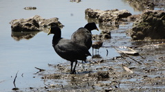 Fulica rufifrons