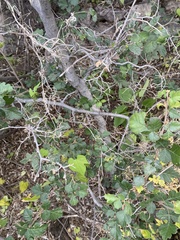 Ipomoea cardiophylla