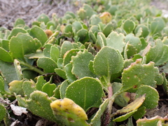 Scaevola crassifolia