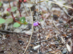 Utricularia lateriflora