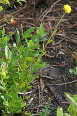 Polygala rugelii